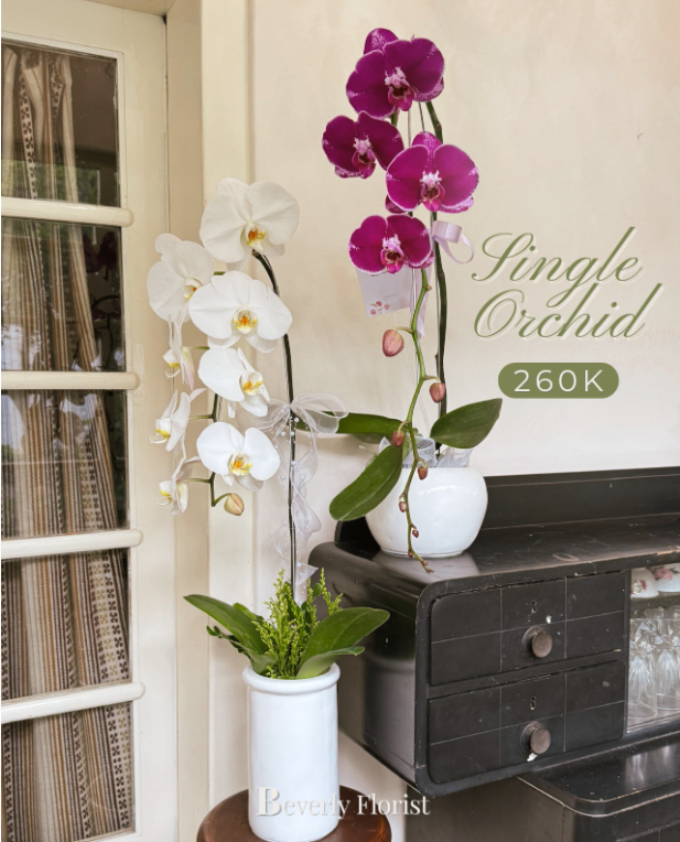 Single Orchid
